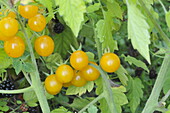 Solanum lycopersicum 'Golden Currant'