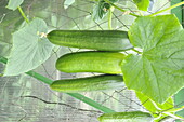 Cucumis sativus 'Printo'