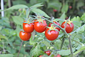 Solanum lycopersicum var. cerasiforme 'Resi'