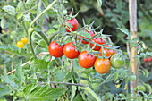Solanum lycopersicum var. cerasiforme 'Resi'.