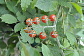 Solanum lycopersicum 'Red Marmot'.