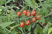 Solanum lycopersicum 'Red marble'.