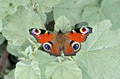 Peacock butterfly