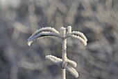 Leaves with hoar frost