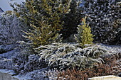 Hoarfrost on conifers