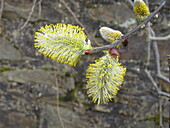 Salix caprea