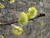 Salix caprea