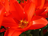 rote Tulpenblüte