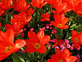 rote Tulpenblüte