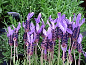 Lavandula stoechas 'Victory'