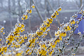 Hamamelis x intermedia 'Barmstedt´s Gold'