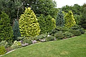 Garden design with conifers and rhododendrons