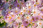 Aster ericoides Pink Star