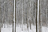 Winter forest