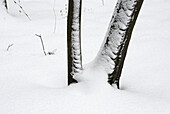 Winter forest - trees with snow