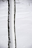 Winterwald - Baum mit Schnee