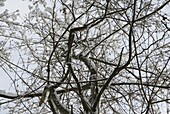 Winter forest - Trees with snow