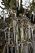 Corkscrew-hazel with icicles