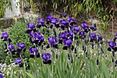 Iris x germanica, violet