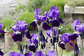 Iris x germanica, violet