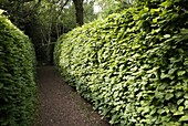 Hornbeam hedge
