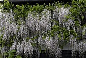 Wisteria floribunda