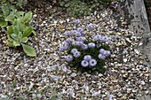 Globularia nudicaulis