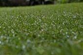 Lawn with dewdrops