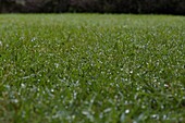 Lawn with dewdrops