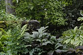 Rodgersia podophylla