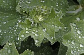 Alchemilla mollis