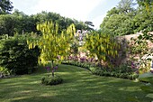 Laburnum anagyroides