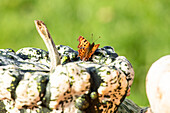 Butterfly on pumpkin