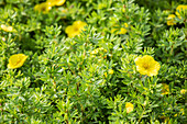 Potentilla fruticosa 'Kobold'