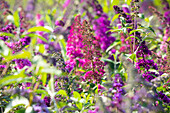 Buddleja davidii 'Royal Red'