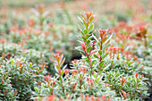 Pieris japonica 'Little Heath'