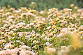 Rosa 'Yellow Fairy'