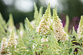 Buddleja davidii BUZZ™ 'Ivory'(s)