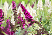 Buddleja davidii BUZZ™ 'Magenta'