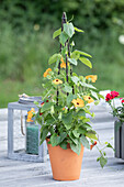 Thunbergia alata, Pyramide