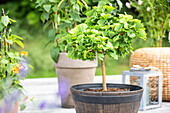 Ginkgo biloba, trunk