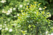 Prunus laurocerasus 'Ani'
