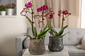 Phalaenopsis multiflora, red