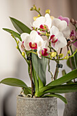 Phalaenopsis multiflora, white