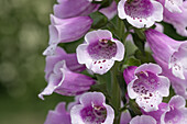 Digitalis purpurea, rosa