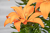 Lilium, orange