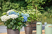 Hydrangea macrophylla, blau-weiß