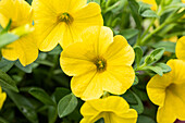 Calibrachoa, yellow