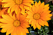 Gazania, orange