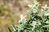 Euonymus fortunei 'Harlequin'